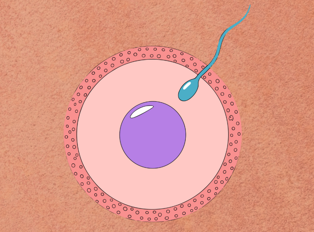 abortion pill and fertility